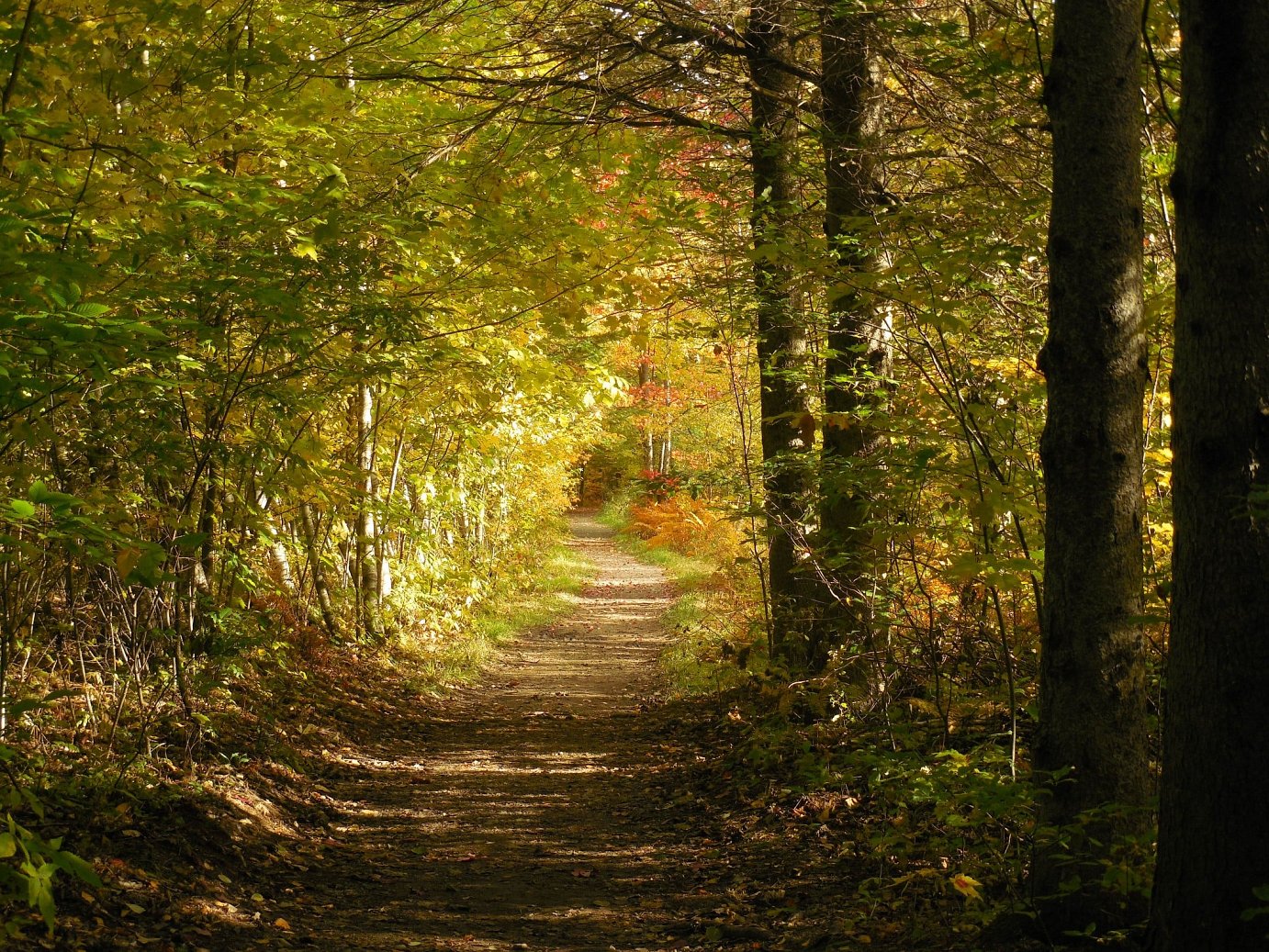 sentier trotteurs